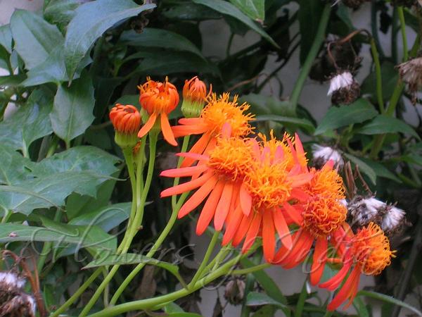 Confusus Mexico Flower seeds for Planting Perfect for Borders, Heirloom & GMO Free Seeds for Home Garden seeds for home gardening