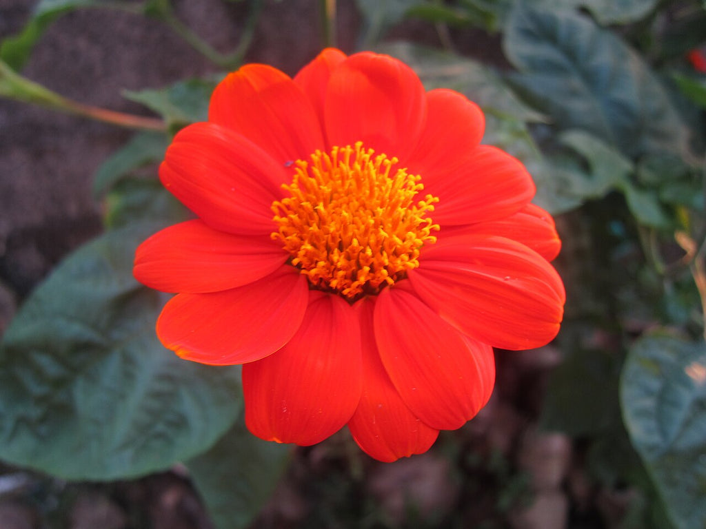 Premium Red Tithonia Rotundifolia Flower seeds for Planting Premium Quality, Heirloom & GMO Free Seeds for Home Garden seeds