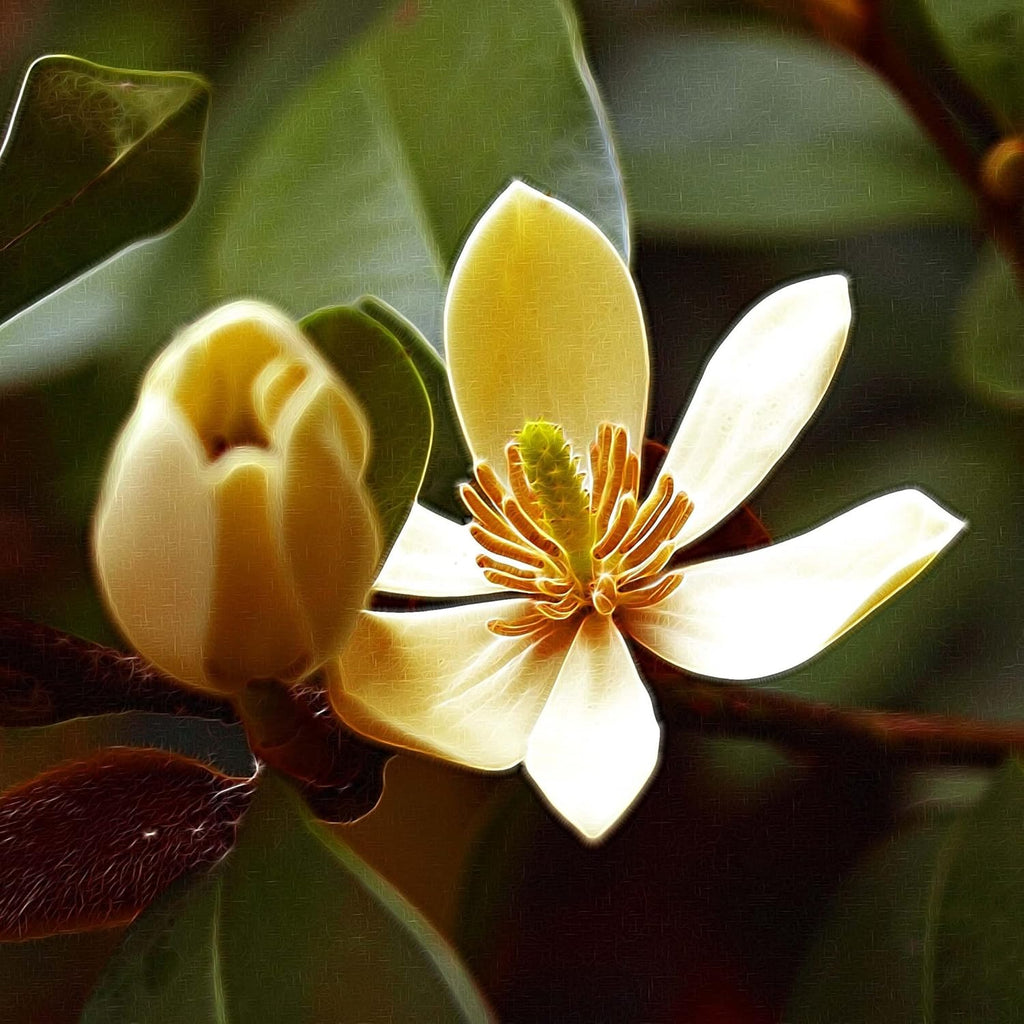 Michelia Flower seeds for Planting Garden Favorite, Heirloom & GMO Free Seeds for Home Garden vegetable and garden seeds