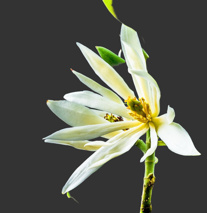 High quality Michelia Flower seeds for Planting Garden Favorite, Heirloom & GMO Free Seeds for Home Garden seeds pack