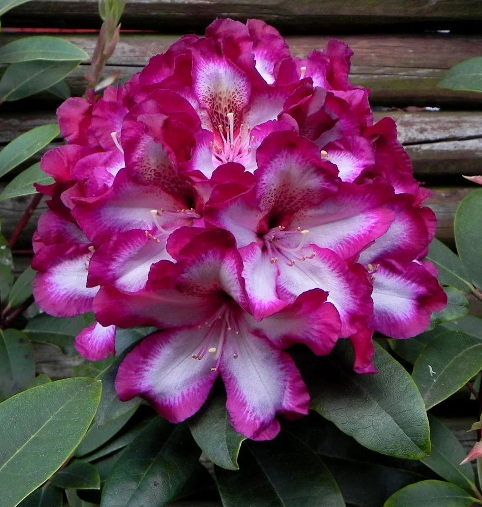 High quality Pink Rhododendron Hans Flower seeds for Planting Colorful Display, Heirloom & GMO Free Seeds for Home Garden seeds pack