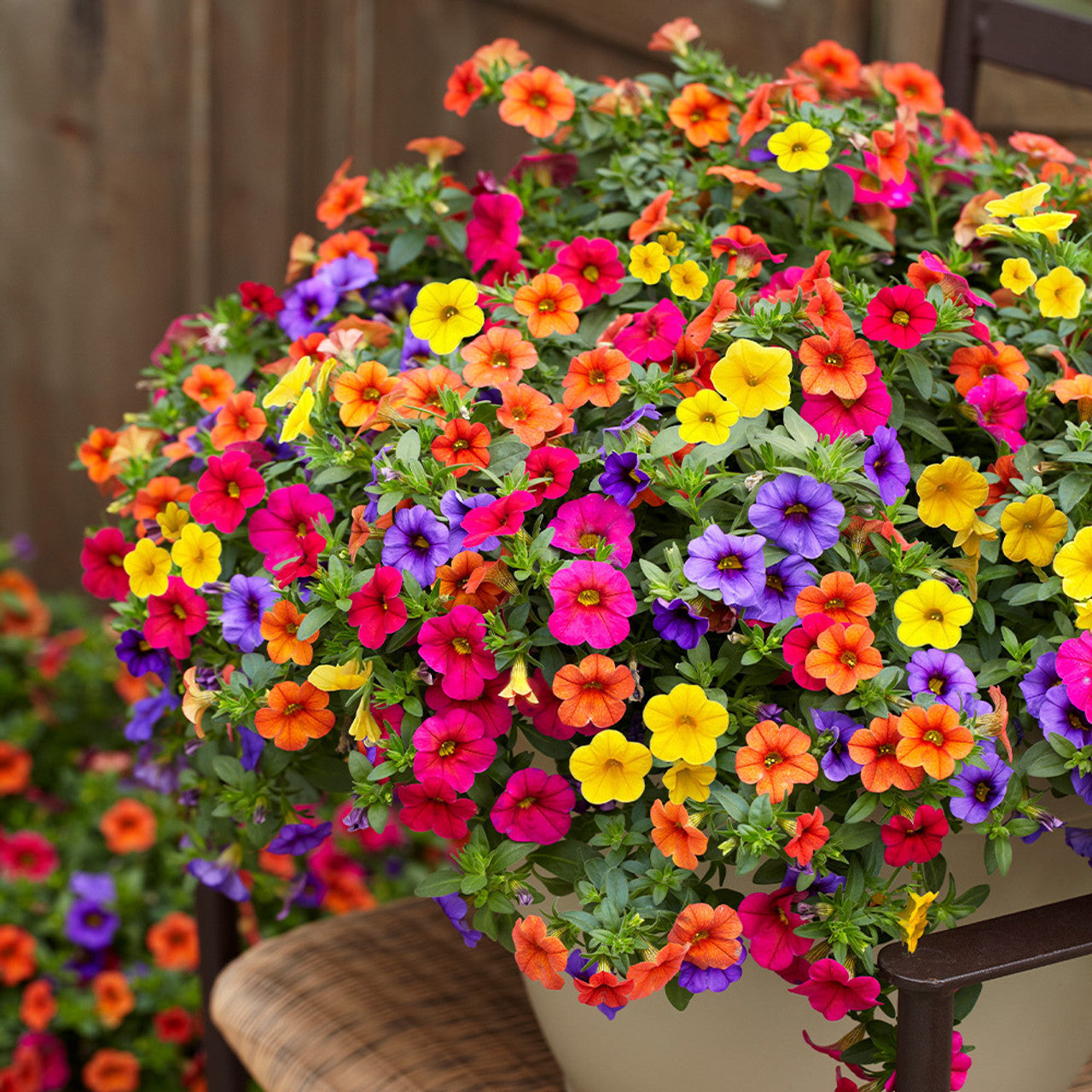 Calibrchoa Flower seeds for Planting Low Maintenance Heirloom & GMO Free Seeds for Home Garden