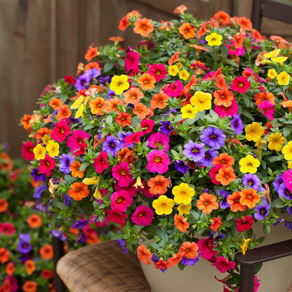 Calibrchoa Flower seeds for Planting Low Maintenance Heirloom & GMO Free Seeds for Home Garden