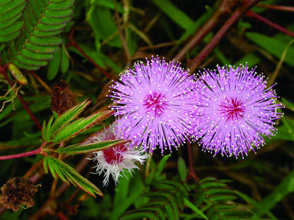 Heirloom Mimosa Flower seeds for Planting Colorful Display Heirloom & GMO Free Seeds for Home Garden