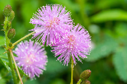 Heirloom Mimosa Flower seeds for Planting Colorful Display Heirloom & GMO Free Seeds for Home Garden