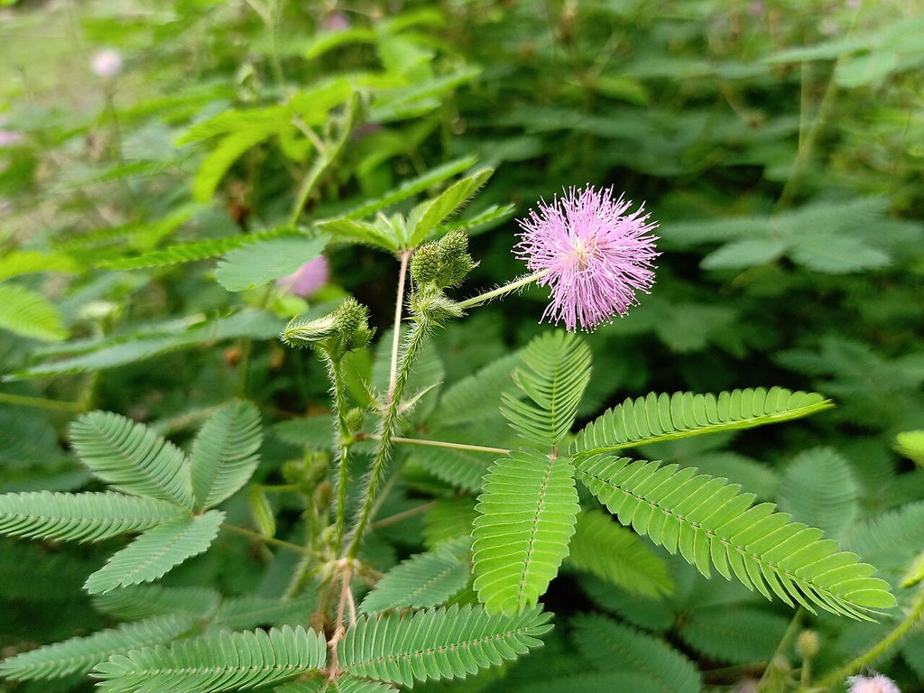 Premium Mixed Schrankia Uncinata Flower seeds for Planting Cottage Garden Essential, Heirloom & GMO Free Seeds for Home Garden seeds