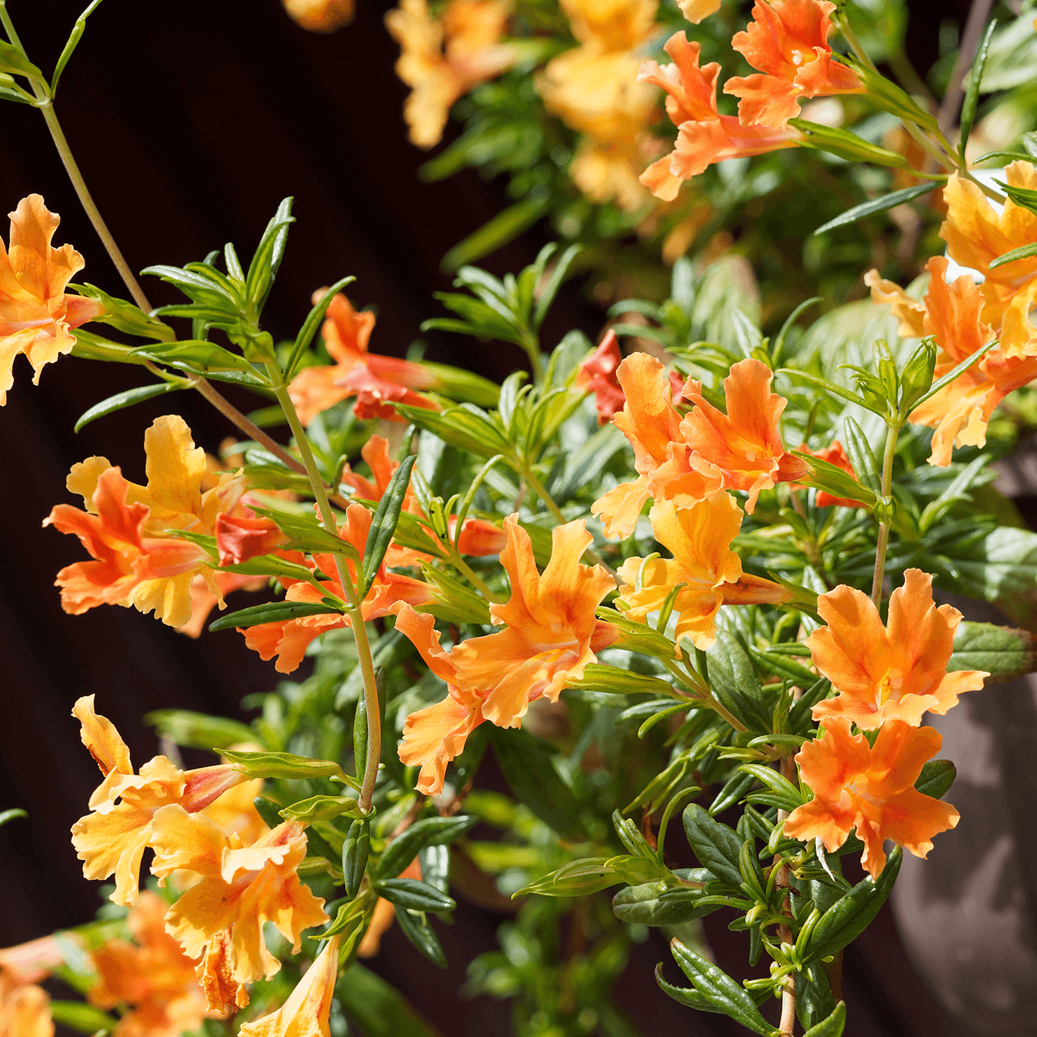 Mimulus Flower seeds for Planting Sun Loving Heirloom & GMO Free Seeds for Home Garden vegetable and garden seeds