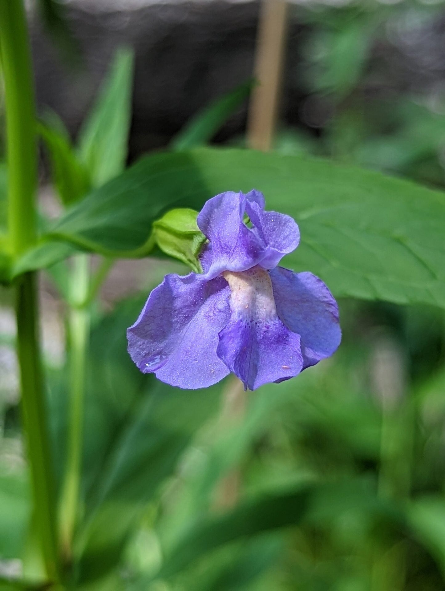 Heirloom Mimulus Ringens Flower seeds for Planting Fragrant Blossoms Heirloom & GMO Free Seeds for Home Garden