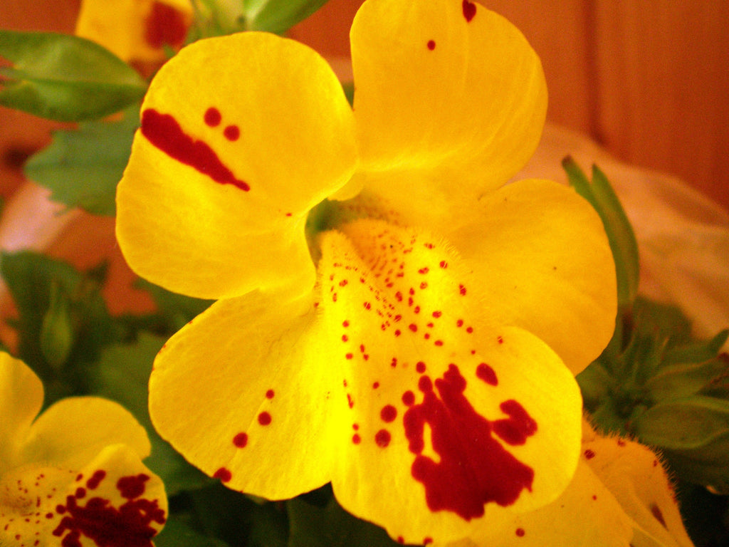 Premium Mimulus Luteus Flower seeds for Planting Drought Tolerant, Heirloom & GMO Free Seeds for Home Garden seeds