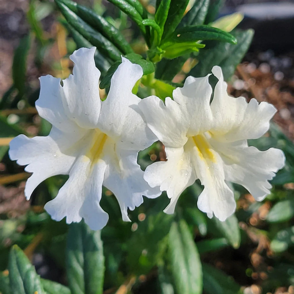 White Mimulus Flower seeds for Planting Shade Tolerant, Heirloom & GMO Free Seeds for Home Garden vegetable and garden seeds