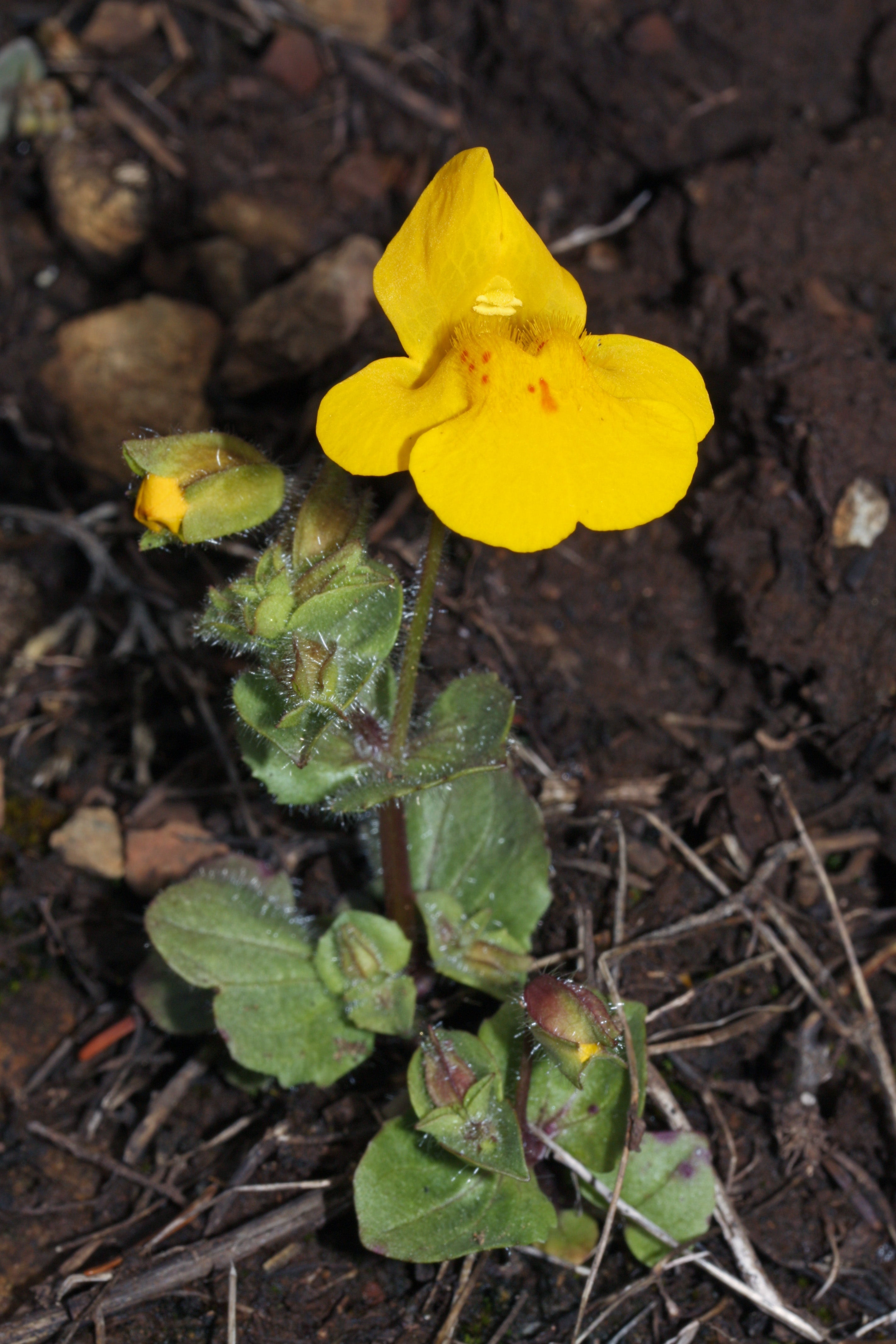 High quality Yellow Mimulus Guttatus Flower seeds for Planting Low Maintenance, Heirloom & GMO Free Seeds for Home Garden seeds pack