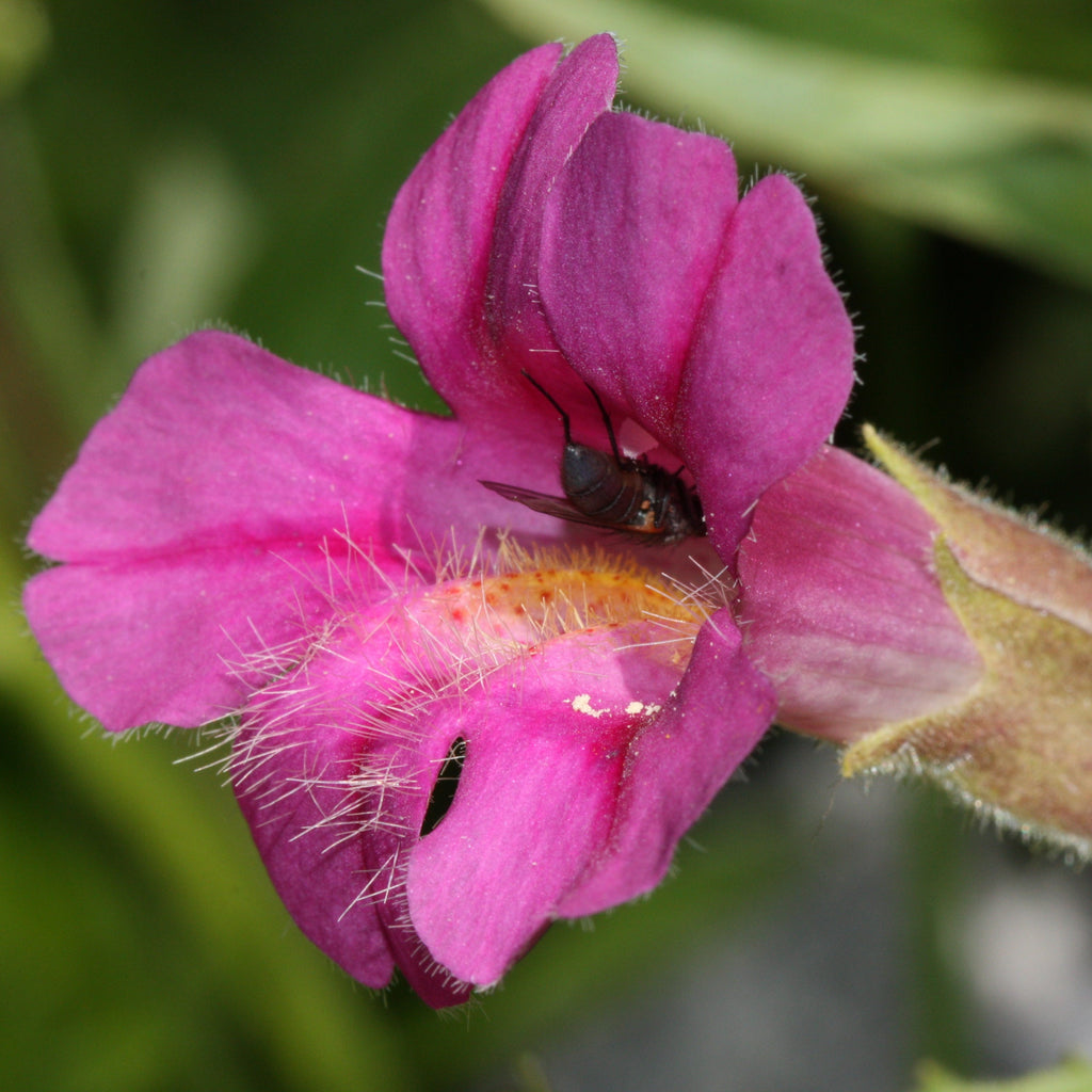 Purple Mimulus Lewisii Flower seeds for Planting Easy to Grow, Heirloom & GMO Free Seeds for Home Garden seeds for planting