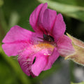 Purple Mimulus Lewisii Flower seeds for Planting Easy to Grow, Heirloom & GMO Free Seeds for Home Garden seeds for planting