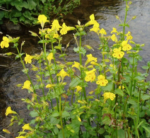 Mimulus Luteus Flower seeds for Planting Drought Tolerant, Heirloom & GMO Free Seeds for Home Garden vegetable and garden seeds
