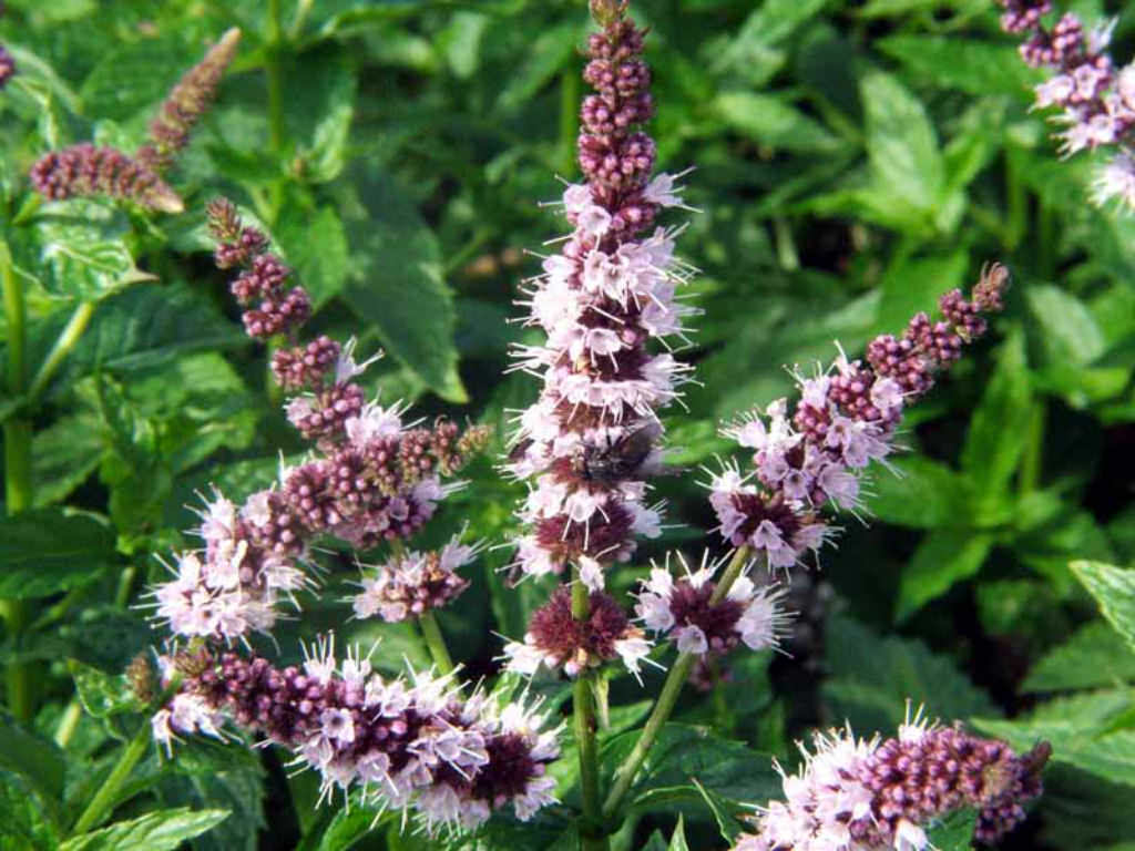 Premium Mint Flower seeds for Planting Shade Tolerant Heirloom & GMO Free Seeds for Home Garden seeds
