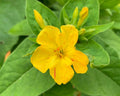Yellow Mirabilis Flower seeds for Planting Pollinator Friendly, Heirloom & GMO Free Seeds for Home Garden seeds for planting