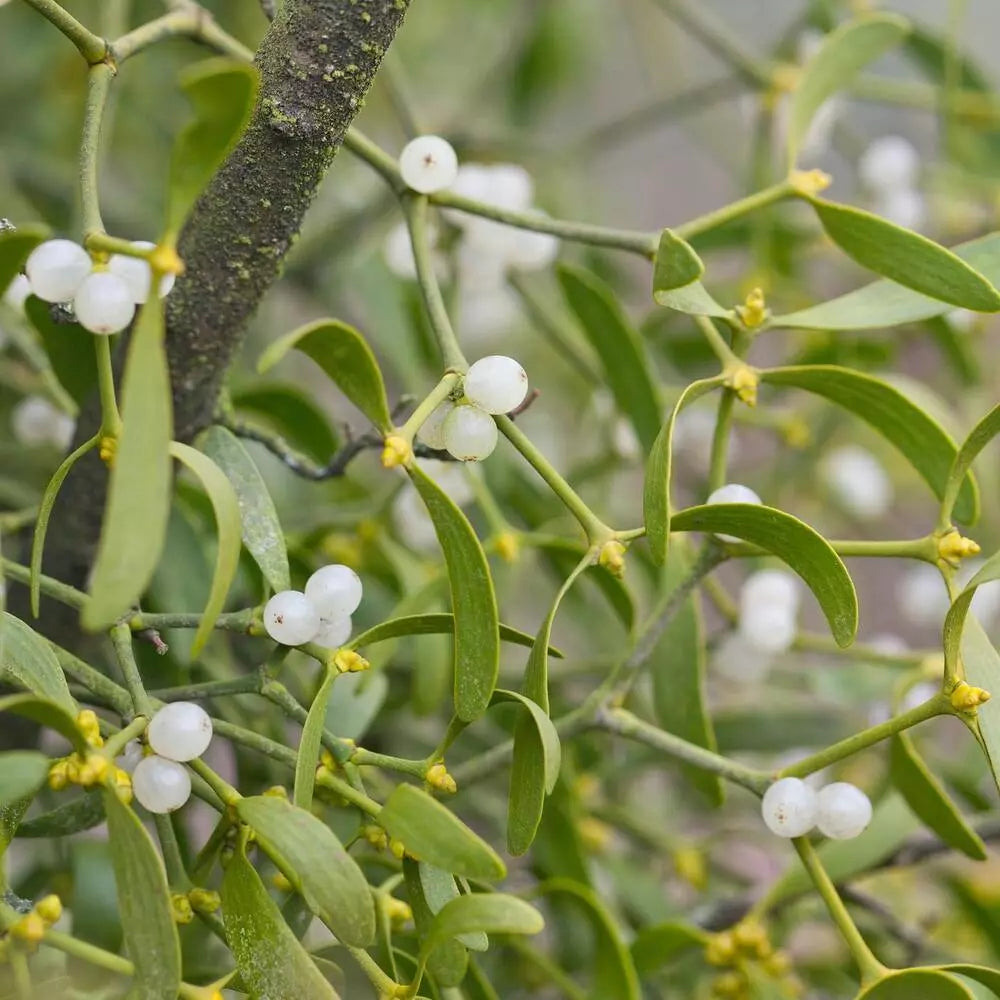 White Mistletoe Flower seeds for Planting - Low Maintenance, Heirloom & GMO Free Seeds for Home Garden