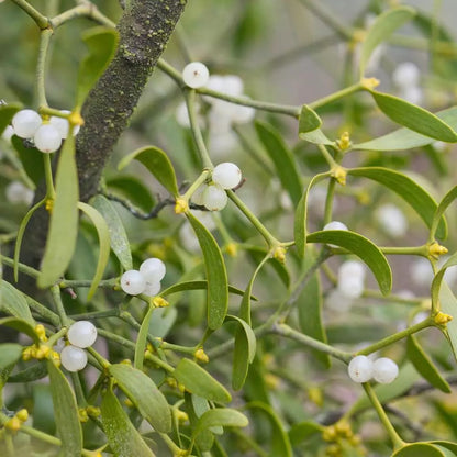 White Mistletoe Flower seeds for Planting - Low Maintenance, Heirloom & GMO Free Seeds for Home Garden