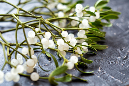 White Mistletoe Flower seeds for Planting - Low Maintenance, Heirloom & GMO Free Seeds for Home Garden