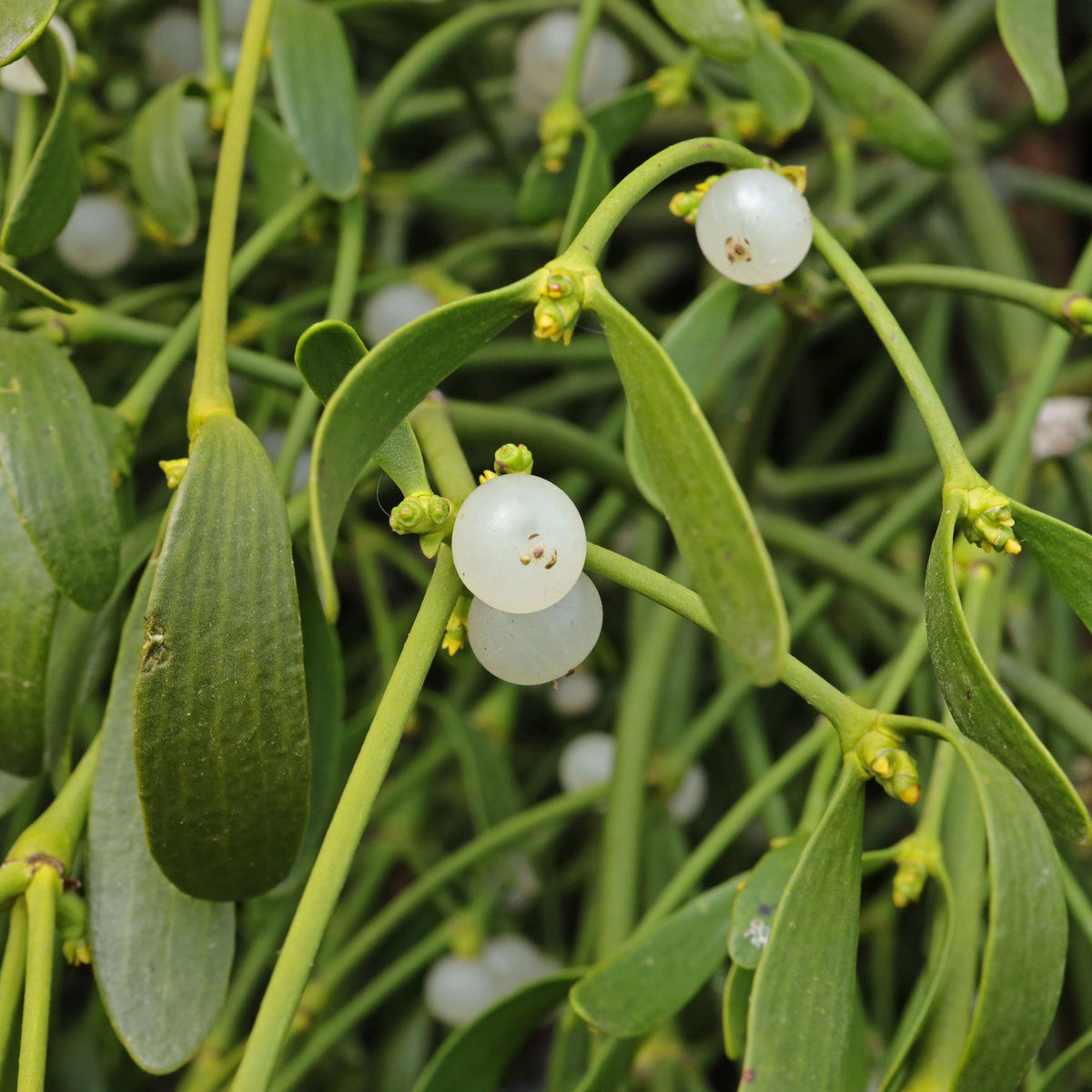 White Mistletoe Flower seeds for Planting - Low Maintenance, Heirloom & GMO Free Seeds for Home Garden