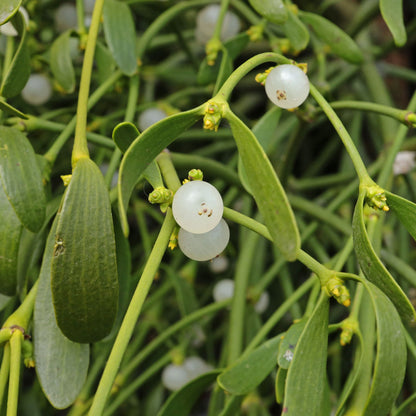 White Mistletoe Flower seeds for Planting - Low Maintenance, Heirloom & GMO Free Seeds for Home Garden