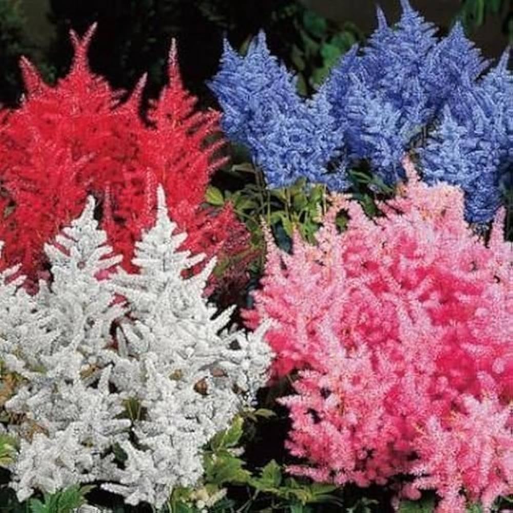 Mixed Astilbe Seeds for Planting