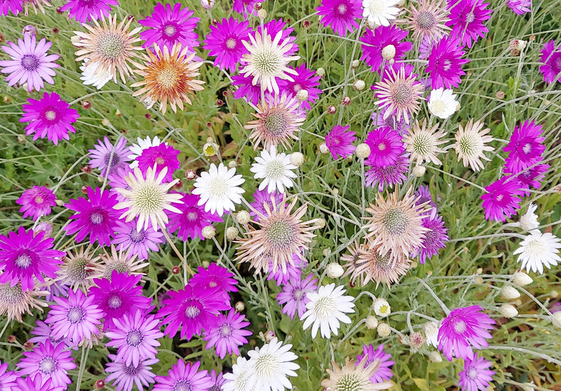 Premium Mixed Xeranthemum Annum Flower seeds for Planting Colorful Display, Heirloom & GMO Free Seeds for Home Garden seeds