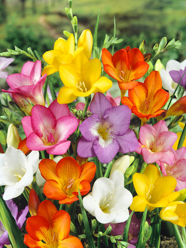 High quality Mixed Freesias Flower seeds for Planting Garden Favorite, Heirloom & GMO Free Seeds for Home Garden seeds pack