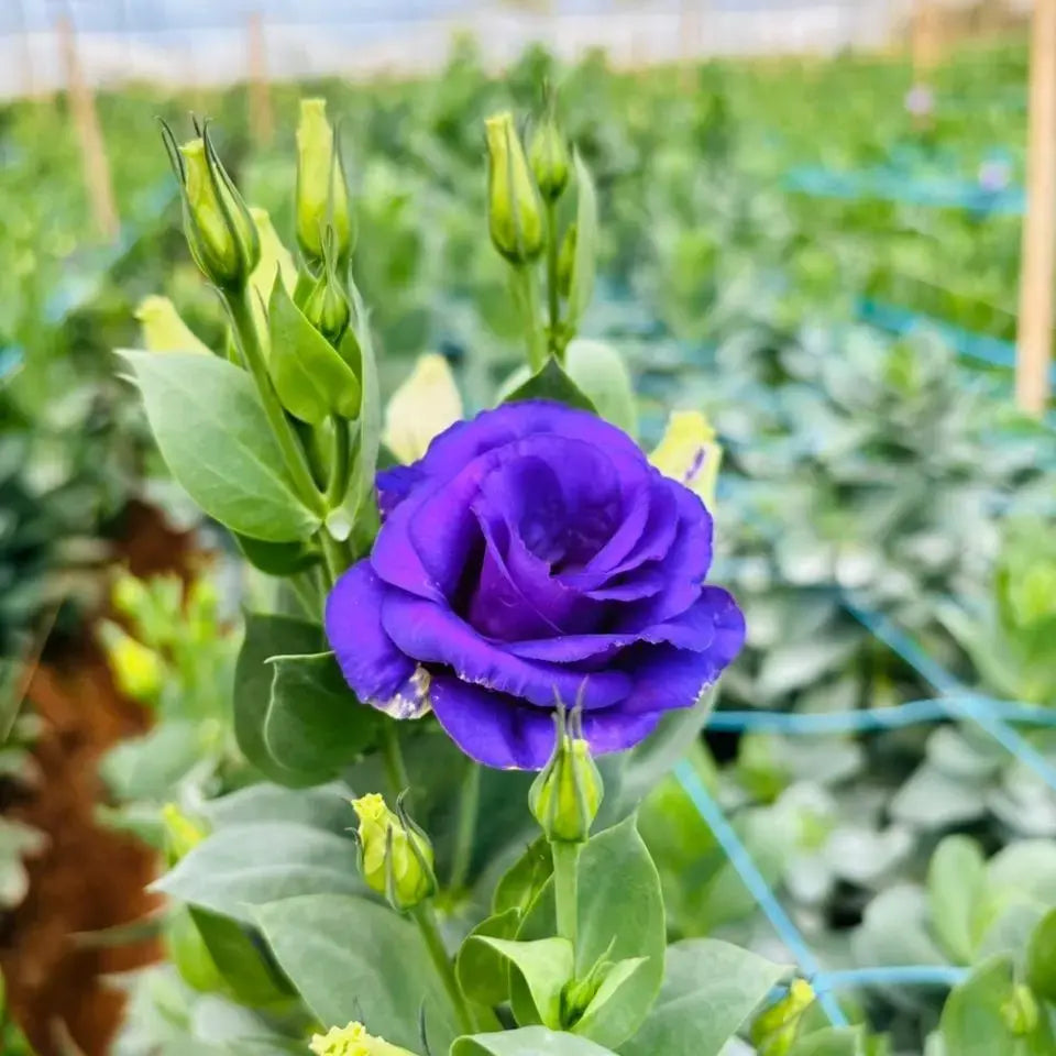 Silk Blue Lisianthus Flower seeds for Planting Perfect for Borders Heirloom & GMO Free Seeds for Home Garden