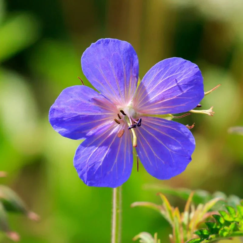 Geranium Pratense Flower seeds for Planting Compact Growth Heirloom & GMO Free Seeds for Home Garden