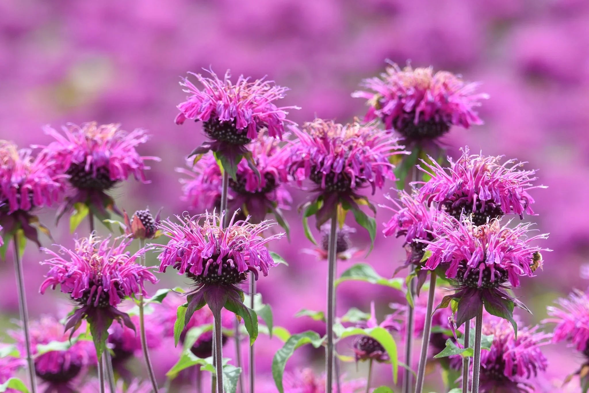 Premium Lavender Monarda Flower seeds for Planting Wildflower Mix, Heirloom & GMO Free Seeds for Home Garden seeds