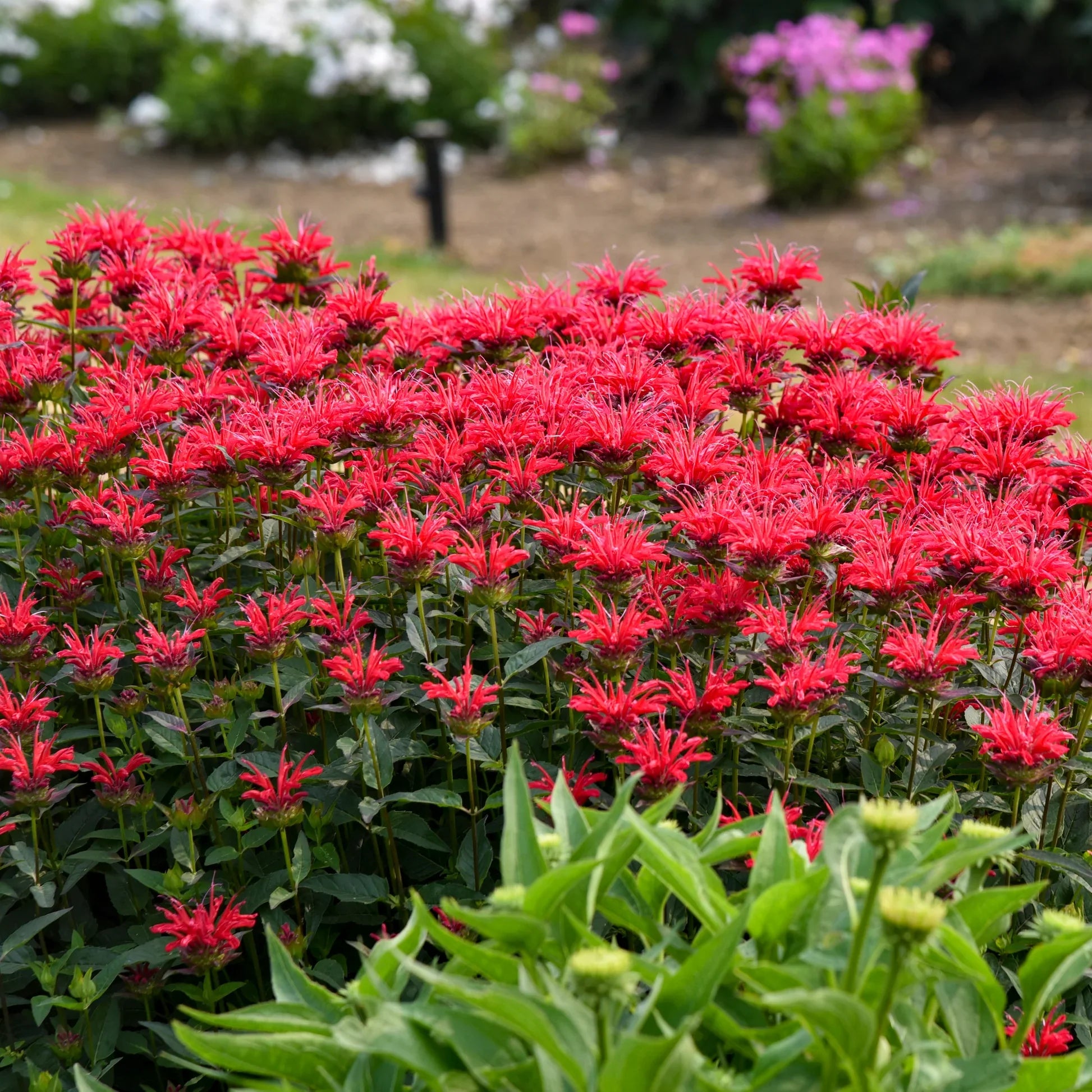 Red Monarda Flower seeds for Planting Pollinator Friendly, Heirloom & GMO Free Seeds for Home Garden seeds for planting