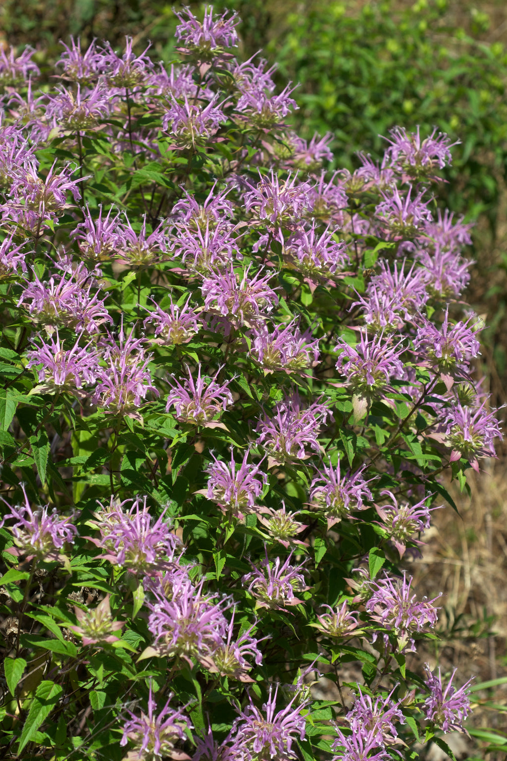 Premium Lavender Lemon Mint Flower seeds for Planting Low Maintenance, Heirloom & GMO Free Seeds for Home Garden seeds