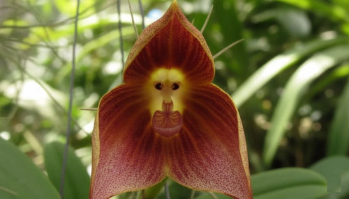 Premium Brown Monkey Orchid Flower seeds for Planting Hardy Variety, Heirloom & GMO Free Seeds for Home Garden seeds