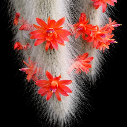 Cleistocactus Colademononis Flower seeds for Planting - Drought Tolerant, Heirloom & GMO Free Seeds for Home Garden