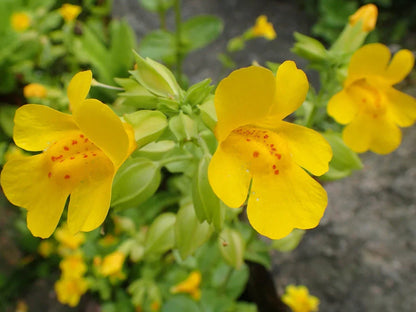 Non-GMO Erythranthe Seeds for Garden
