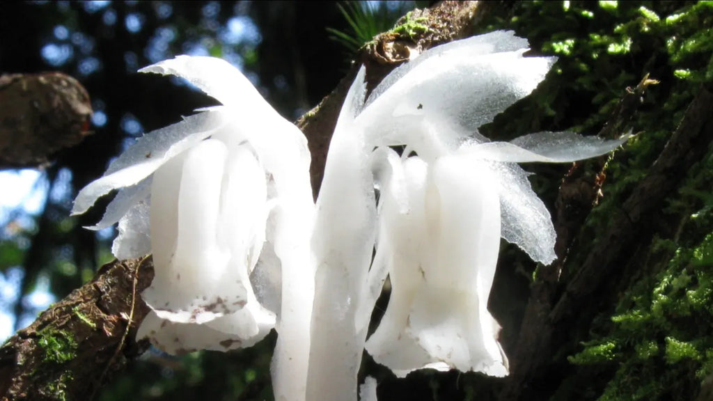 Premium White Monotropa Uniflora Flower seeds for Planting Compact Growth, Heirloom & GMO Free Seeds for Home Garden seeds