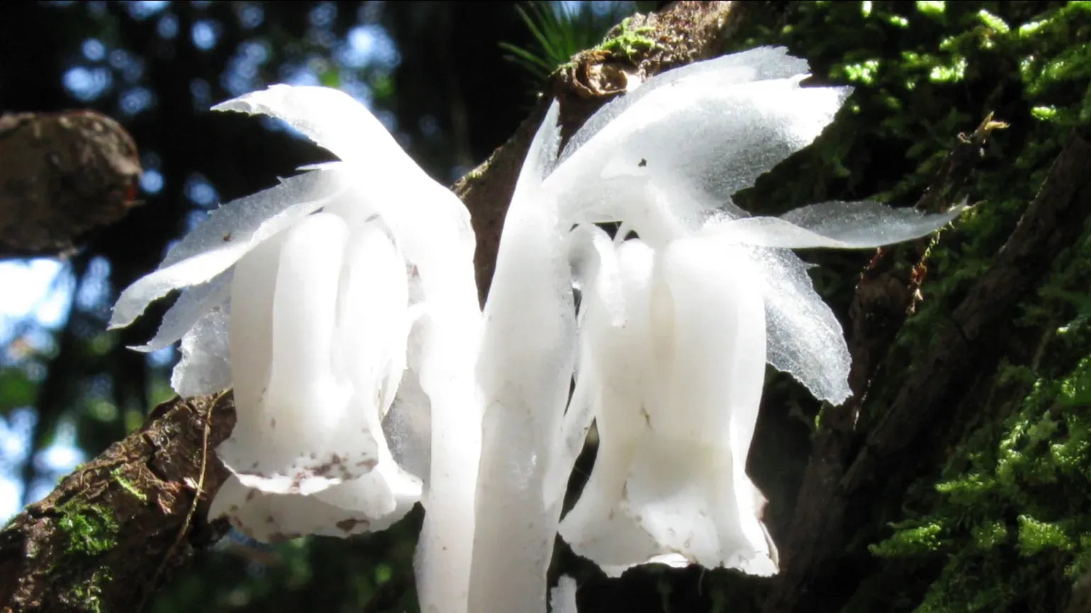 Premium White Monotropa Uniflora Flower seeds for Planting Compact Growth, Heirloom & GMO Free Seeds for Home Garden seeds