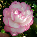 White Purple Camellia Flower seeds for Planting Fragrant Blossoms, Heirloom & GMO Free Seeds for Home Garden Sale seeds for planting