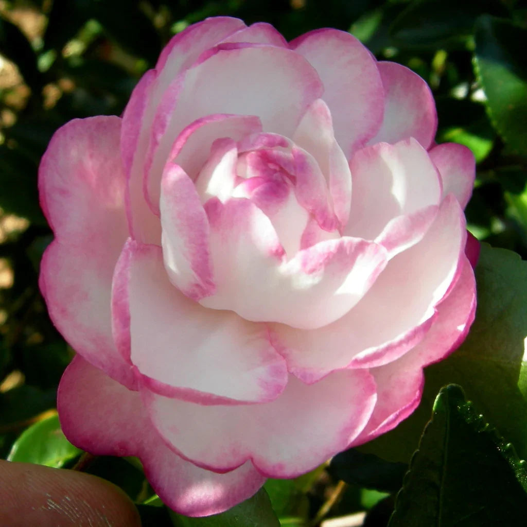 White Purple Camellia Flower seeds for Planting Fragrant Blossoms, Heirloom & GMO Free Seeds for Home Garden Sale seeds for planting