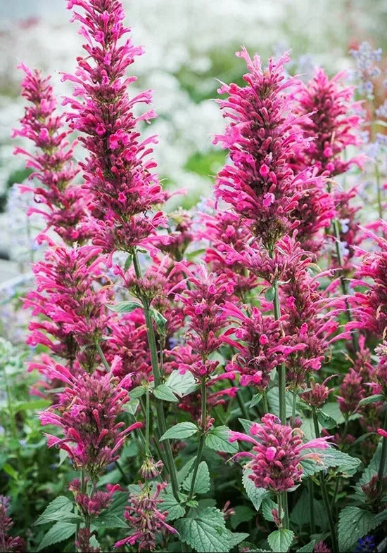 Agastache Cana Flower seeds for Planting Drought Tolerant, Heirloom & GMO Free Seeds for Home Garden vegetable and garden seeds