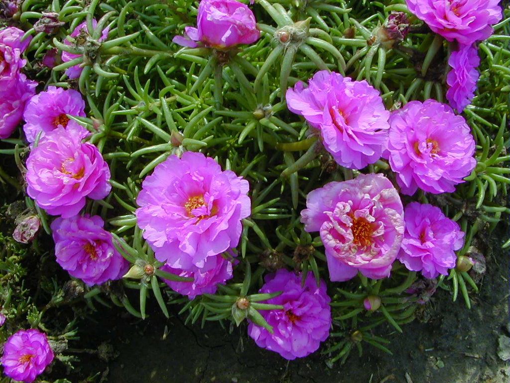 High quality Pink Moss Rose Flower seeds for Planting Colorful Display, Heirloom & GMO Free Seeds for Home Garden seeds pack
