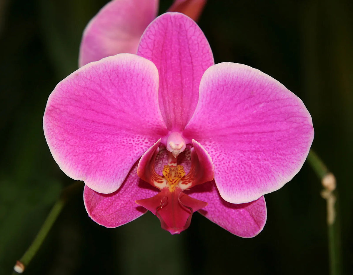 Orchid Flower seeds for Planting Fragrant Blossoms Heirloom & GMO Free Seeds for Home Garden