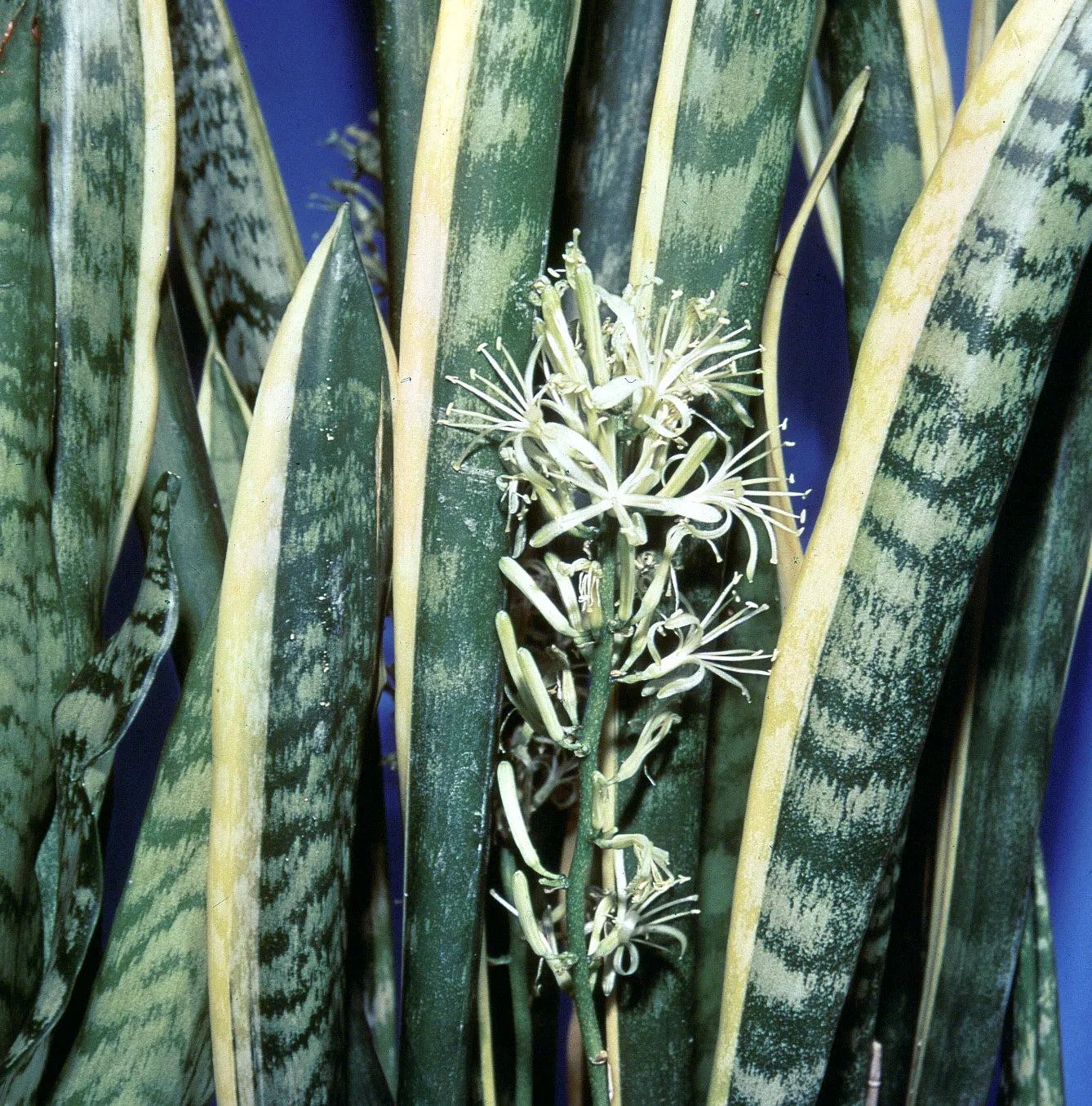 Sansevieria Flower seeds for Planting Premium Quality Heirloom & GMO Free Seeds for Home Garden