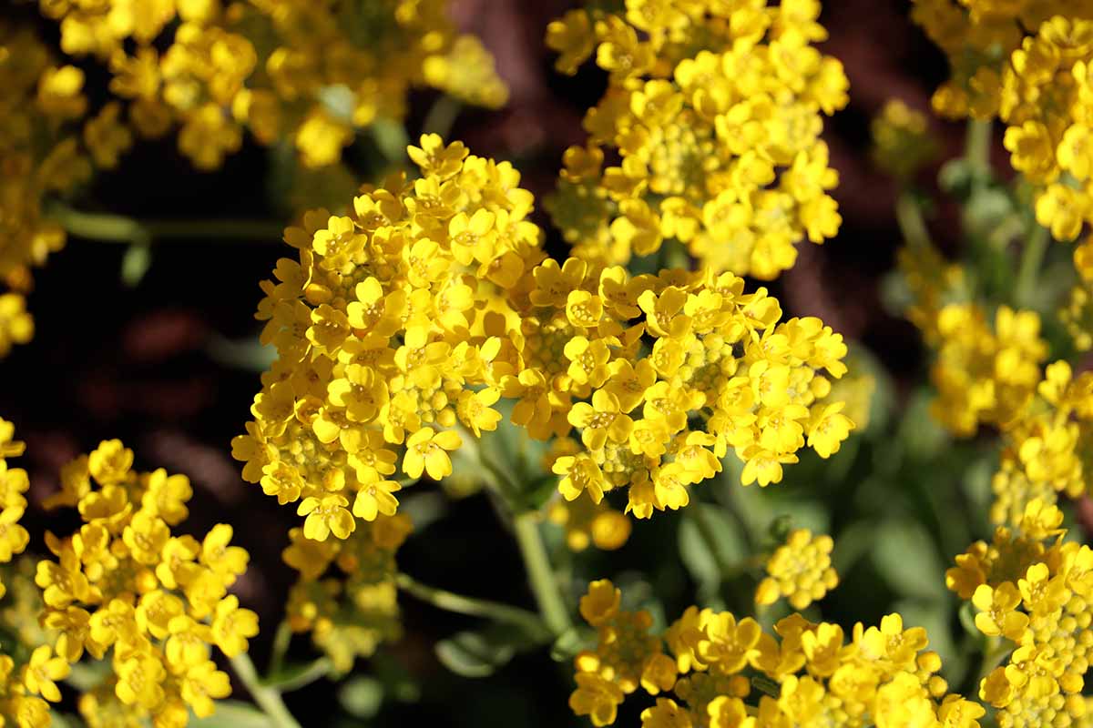 Alyssum Flower seeds for Planting Compact Growth Heirloom & GMO Free Seeds for Home Garden