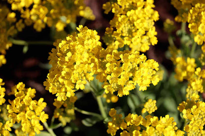 Alyssum Flower seeds for Planting Compact Growth Heirloom & GMO Free Seeds for Home Garden