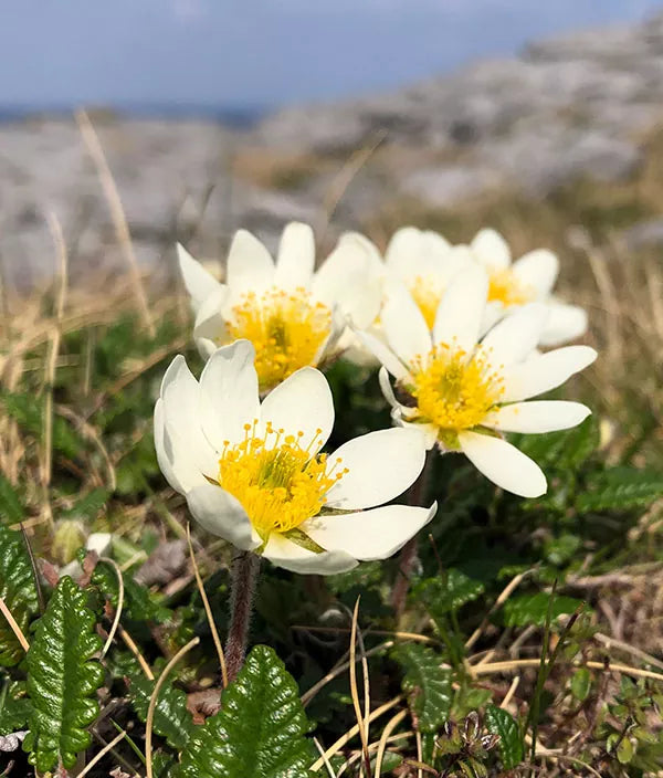 White Burren Flower seeds for Planting Garden Favorite, Heirloom & GMO Free Seeds for Home Garden vegetable and garden seeds