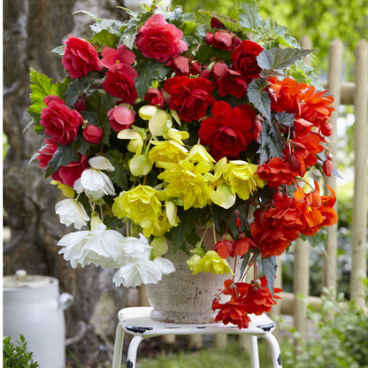 Begonia (Begonia SemiTrailing) seeds for planting in home garden