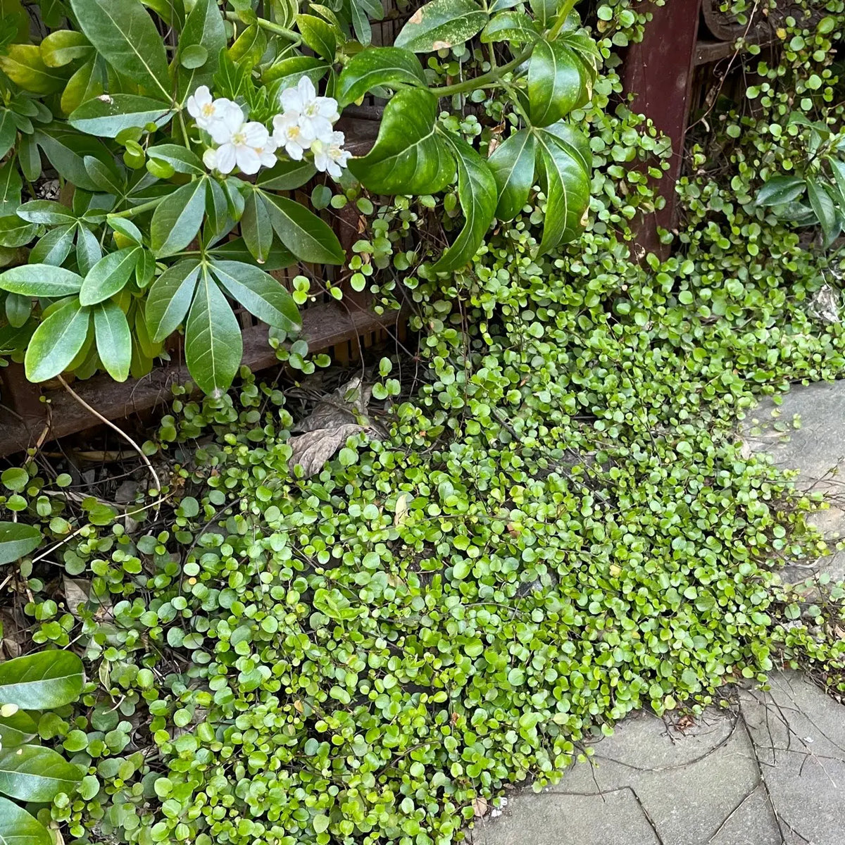 Maidenhair Flower seeds for Planting Seasonal Bloomer Heirloom & GMO Free Seeds for Home Garden