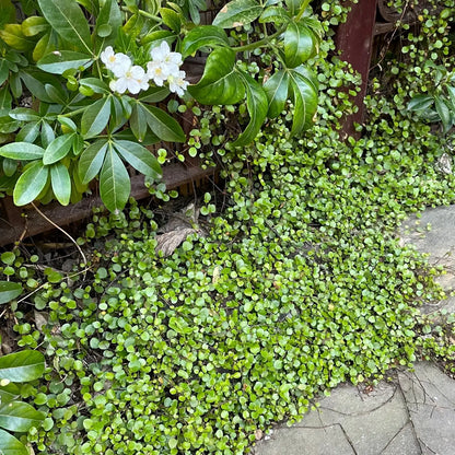 Maidenhair Flower seeds for Planting Seasonal Bloomer Heirloom & GMO Free Seeds for Home Garden